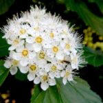 Image of a Physocarpus opulifolius Ninebark focused on its cluster of white flowers with yellow centers with big green leaves surrounding it