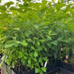 Image of Nyssa sylvatica Blackgum tubelings in Anderson Band Pots sitting on a table in a greenhouse