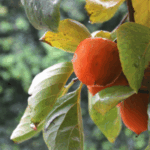 Image of a Diospyros virginiana Persimmon zoomed in on its bright orange fruit growing from a branch surrounded by green leaves with small water droplets on it