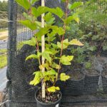 Image of Physocarpus opulifolius Ninebark in a 1gallon container in front of netting with green leaves and a red stem and a height stick measuring it a 24"