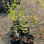 Image of 5 Physocarpus opulifolius Ninebark in 3gallons containers on a gravel path with small green leaves in full sun