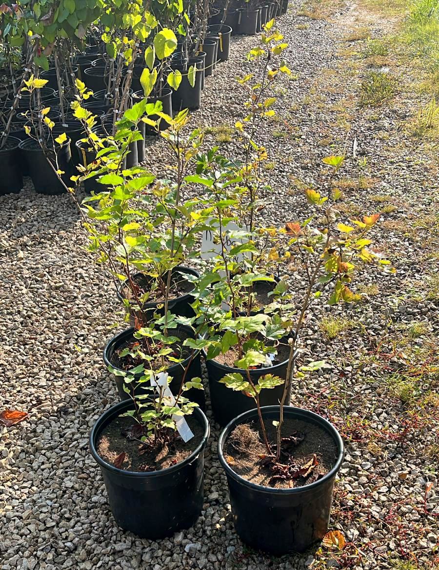 Image of 5 Physocarpus opulifolius Ninebark in 3gallons containers on a gravel path with small green leaves in full sun