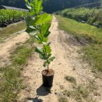 Image of Platanus occidentalis Sycamore tree in a 1gallon container on a dirt road with big green leaves in full sun