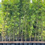 Image of a group of Platanus occidentalis Sycamore trees in 3 gallons containers in a nursery line with big green leaves and a tall central leader