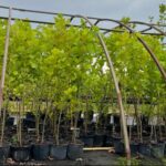Image of a group of Platanus occidentalis Sycamore tree in 5gallon containers in a nursery line with big green leaves and a cloudy background