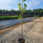 Image of a single Populus deltoides Eastern Cottonwood tree in a 2gallon container with green leaves starting at the middle of the stem and working its way up, pleased on a dirt road in full sun