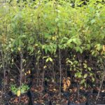 Image of a group of Prunus serotina Black Cherry trees in 3gallon containers covered in green and yellow leaves half way up the trees