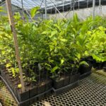 Image of a group of Prunus serotina Black Cherry trees in Anderson Band tubeling pots covered in green leaves with a measuring stick showing them to be about 20 inches tall and under