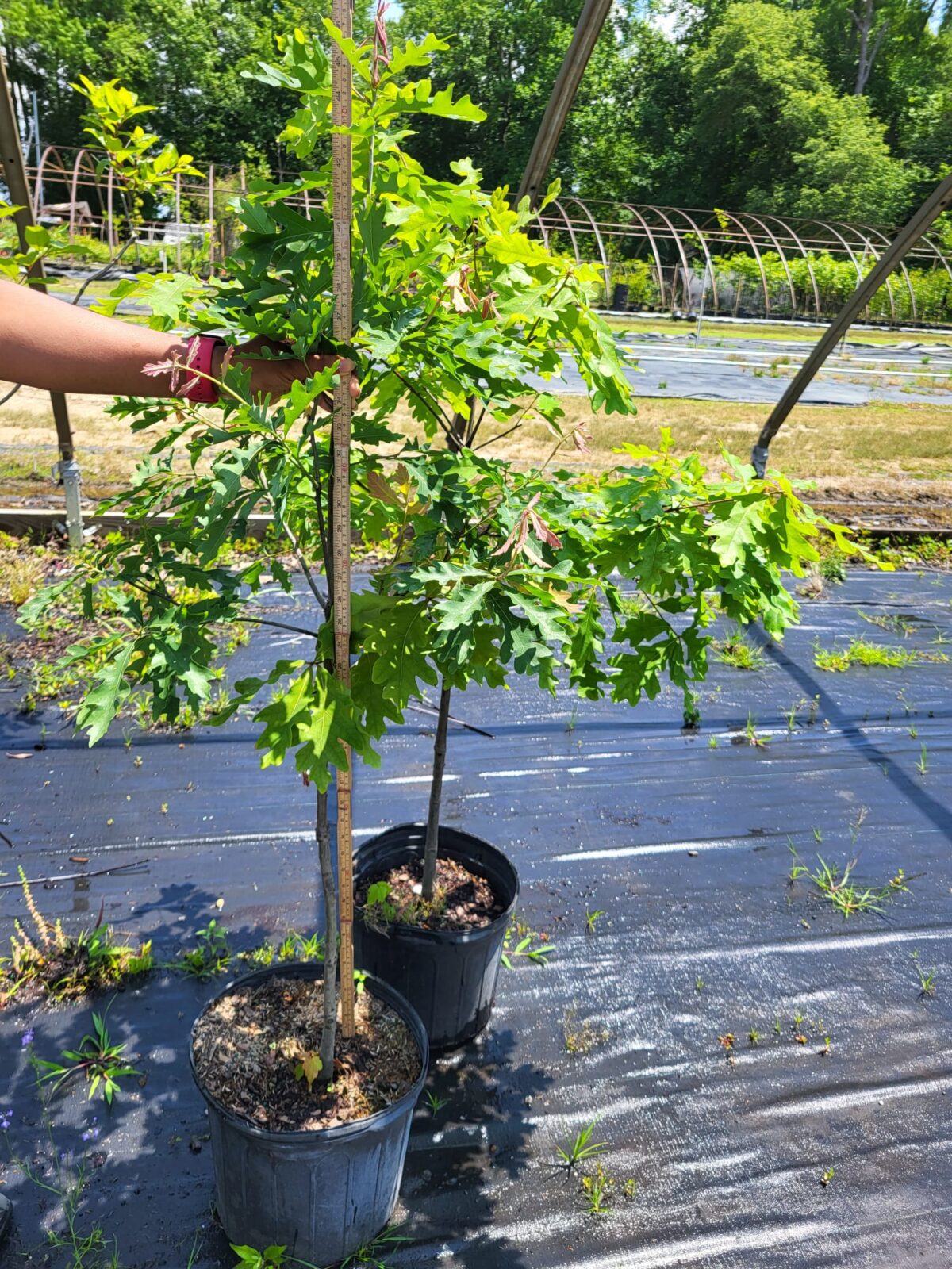Image of a Quercus alba White Oak in a 3 gallon container with green leaves from the middle up and a person holding a height stick showing it to be about 43" tall