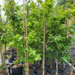 Image of a group of Quercus bicolor Swamp White Oak in 7gallon containers full of green leaves with a measuring stick showing them over 72" tall