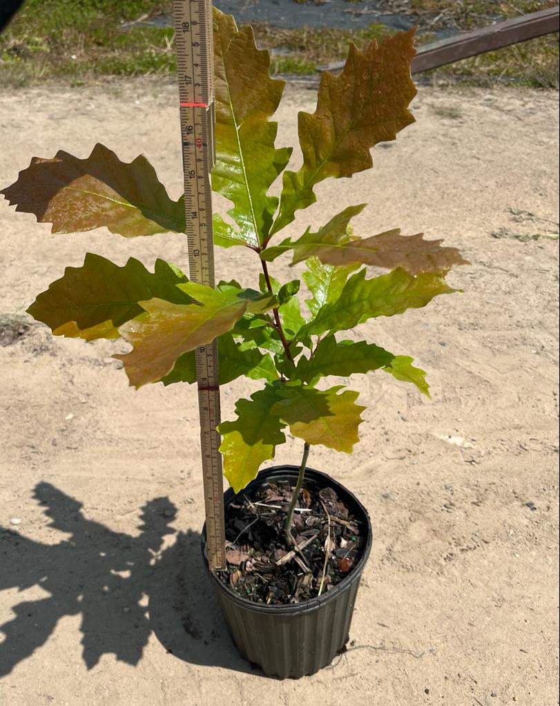Image of a Quercus macrocarpa Bur Oak tree in a 1gallon container on a dirt road, covered with large leaves that start green and change to a light brown toward the end