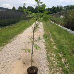 Image of a Quercus palustris Pin Oak tree in a 3gallon container place on a dirt road between two nursery lines. The tree have green leaves on 3/4 of it