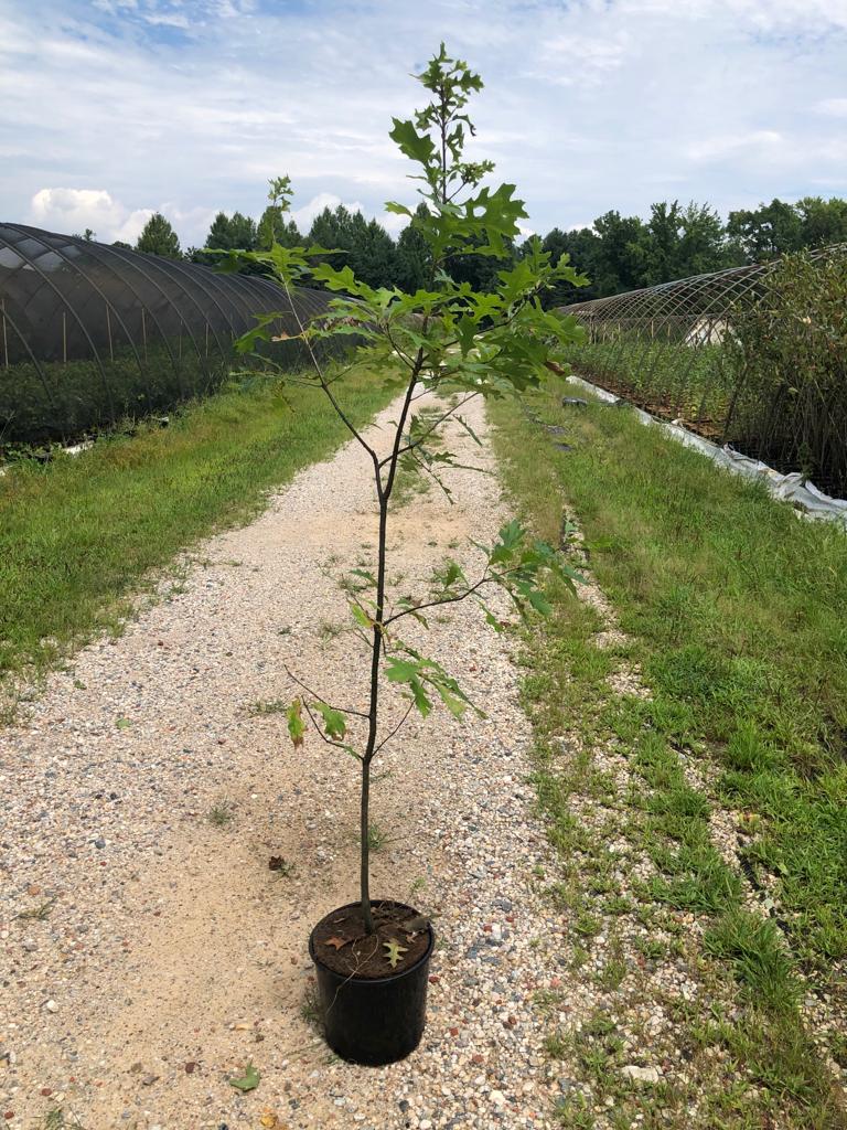 Image of a Quercus palustris Pin Oak tree in a 3gallon container place on a dirt road between two nursery lines. The tree have green leaves on 3/4 of it