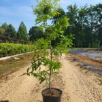 Image of a Quercus Phellos Willow Oak tree in a 2gallon container covered in green leaves. Tree in placed on a dirt road between two nursery lines on a clear sunny day