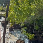 Image of a Quecus phellos Willow Oak tree in a 3gallons container in a nursery line covered in green leaves in partial shade