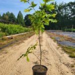 Image of a Northern Red Oak Quercus Rubra tree in a 2 gallon container please on a dirt road between two nursery lines. The tree is covered in green leaves from the top to the middle