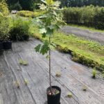Image of a Northern Red Oak Quercus rubra tree in a 3gallon container placed in a nursery line with more plants behind it. This tree have green oak leaves covering half of it