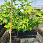 Image of a flat of Quercus rubra Northern Red Oak tubelings covered in green leaves with one tubeling pulled out of its pot and placed in front of the flat to show its roots. There is a height stick showing them to be 12-24" tall