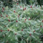 Image of a fully grown Rhus glabra Smooth sumac showing pale green foliage and drupes of crimson berries with a woodland background