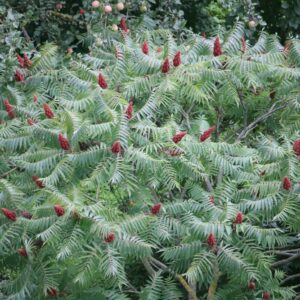 Image of a fully grown Rhus glabra Smooth sumac showing pale green foliage and drupes of crimson berries with a woodland background
