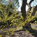 Image of a Linder benzoin Spicebush growing naturally focusing on its yellow flowers with a larger tree behind it