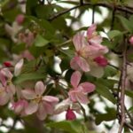 Image of Malus coronaria Sweet Crabapple focused on a branch with small white and rose-tinged flowers and small green leaves with a blurred background