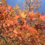 Image of a Liquidambar styraciflua Sweet gum tree growing natural focused on its orange star shaped leaves and brown spherical spikey fruit with a clear blue sky behind it