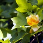 Image of a Liriodendron tulipifera Tulip Poplar focused on its yellow cup shaped bloom surrounded by tulip shaped green leaves in full sun