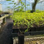 Image of Vaccinium corymbosum Highbush blueberry tubelings in Anderson Band Pots with one pulled out of the flat, sitting in front of the tray. All tubelings are covered in green leaves. Tray is placed on a table inside of a greenhouse.