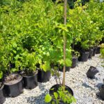 Image of a groups of containerized 3gallon Viburnum dentatum Arrowwood Viburnums covered in green leaves measuring over 36" in full sun on a gravel ground
