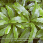 Image of Morella cerifera Waxmyrtle shrub with long green shiny leaves