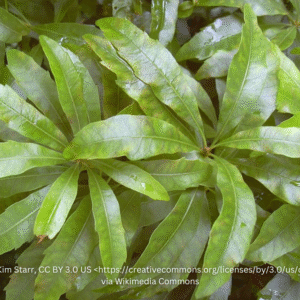 Image of Morella cerifera Waxmyrtle shrub with long green shiny leaves