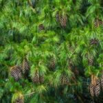 Image of Pinus strobus White Pine focused on its green and yellow needles and brown pine cones