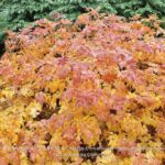 Yellowroot Xanthorhiza simplicissima native shrub showing fall color