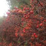 Image of Aronia arbutifolia Red Chokeberry with deep red berries with the light shinning from behind