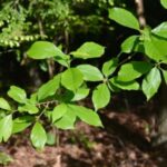 Image of a Nyssa sylvatica Black Gum branch showing its green shiny leaves in full sun with a woodland background