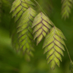 Image of Chasmanthium latifolium Northern Sea Oats focused in on its distinct flat, nodding seed heads that resemble oats