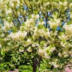 Image of Chionanthus virginicus Fringe Tree standing about 20 feet tall in bloom with white fringe-like flowers