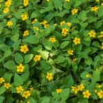 Image of Chrysogonum virginianum Green and Gold growing in the ground with small yellow flowers surrounded by green leaves