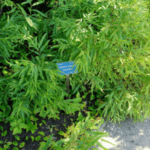 Image of Comptonia peregrina Sweetfern growing along a path with a stick label in the center with Long green leaves surround it
