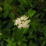 Image of Cornus amomum Silky Dogwood zoomed in on it tiny white flowers surrounded by deep green leaves
