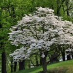 Image of a fully grown Cornus florida Flowering Dogwood in a park on a slope with white flowers in full shade