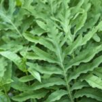 Image of Onoclea sensibilis Sensative Fern in a group naturally growing with long green foliage