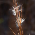 Image of Andropogon virginicus, Broomsedge, focused on one brown stem with an almost cotton like seed clusters