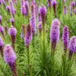 Image of a group of Blazing Star Liatris spicata showing its puffy, feathery tubular purple flowers surrounded by greenery