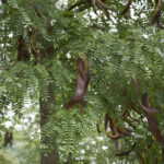 Image of a Gleditsia triacanthos, Honey Locust, fully grown focused on its long flat reddish-brown fruit pods surrounded by bipinnately compound green leaves