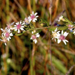 Image of Aster lateriflorus, Calico Aster, focused on a long green stem with multiple daisy-like flowers with some having yellow centers and other having pink-brown centers all in full sunlight with a blurred green and brown background