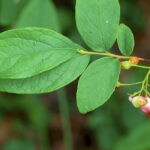 Image of Gaylussacia baccata Black Huckleberry zoomed in on it red urn-shaped flowers with green leaves at the end of the branch