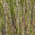 Image of Bouteloua curtipendula Sideoats Grama growing in the wild with distincitve seed heads that are hanging on the side of the stalk