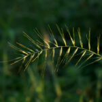 Image of Elymus hystrix, Bottlebrush Grass, focused on one long slender stem with multiple bottlebrush-like seed heads growing from it with a blurred dark green background